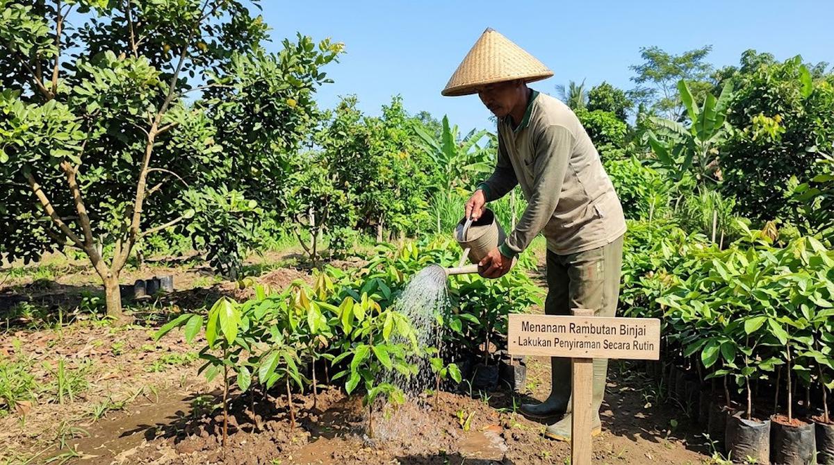 Penyebab Pohon Rambutan Berbunga tapi Tidak Berbuah (AI Generated)