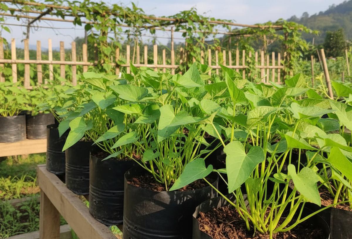 Tips Menanam Kangkung di Polybag, Panen Melimpah di Lahan Terbatas dalam Hitungan Minggu