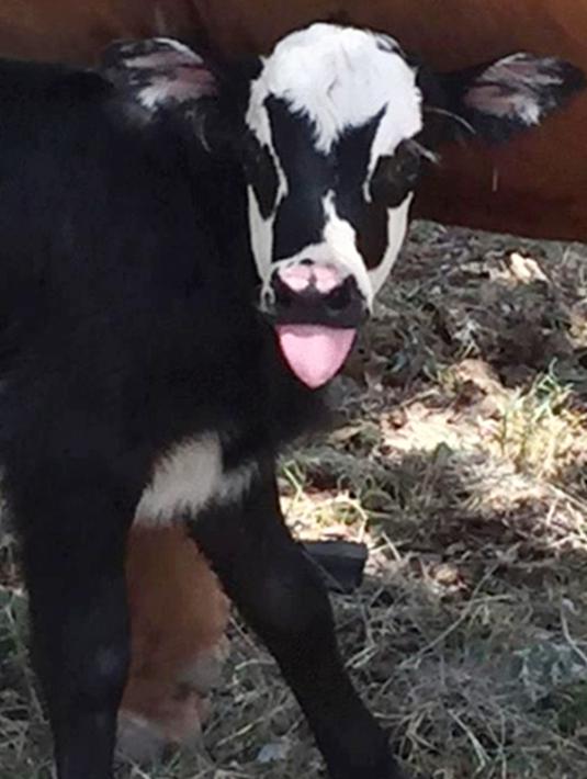 Seekor anak sapi perempuan bernama Genie sesaat setelah kelahirannya di Kerrville. Pada hari Minggu, 31 Juli 2017. Corak kulit pada bagian wajahnya sekilas mirip dengan dandanan pentolan kelompok band KISS, Gene Simmons. (Heather Taccetta via AP)