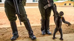 Seekor monyet berusaha menarik senjata polisi wanita di Agua Bonita, Kolombia (25/10). Tingkah Monyet ini asyik bermain dengan senjata laras panjang milik polwan tersebut. (AFP Photo/Raul Arboleda)