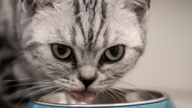 Makanan kucing  (sumber: Pixabay)