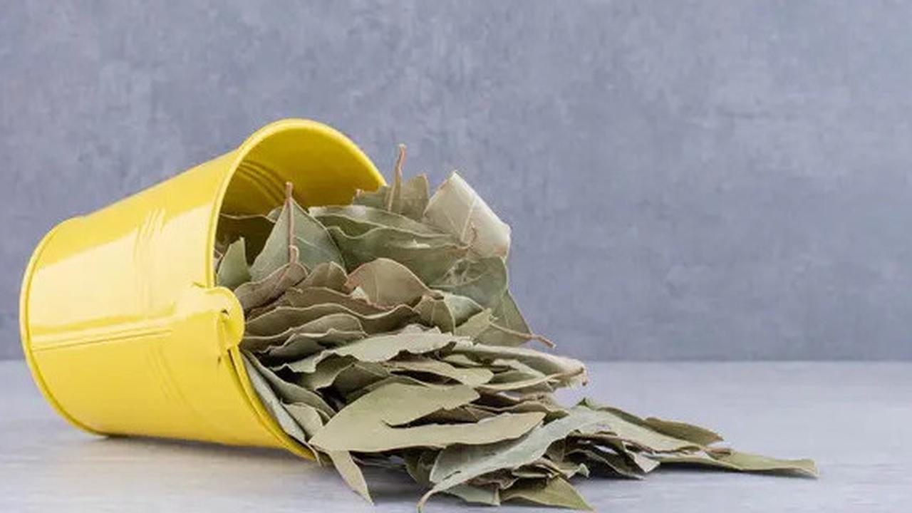 Cara Alami Turunkan Gula Darah dan Kolesterol dengan Dua Daun Ini