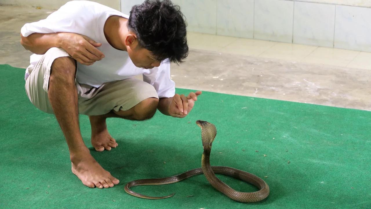 Ada 7 Tanda Ular Cobra Masuk Rumah yang Harus Diwaspadai, Lengkap Cara Mengusirnya