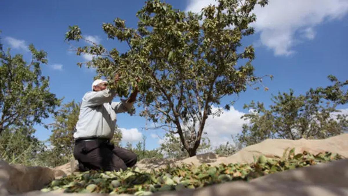 Israel Tumbangkan Ratusan Pohon di Tepi Barat Palestina Pakai Buldoser, Ada Masalah Apa?