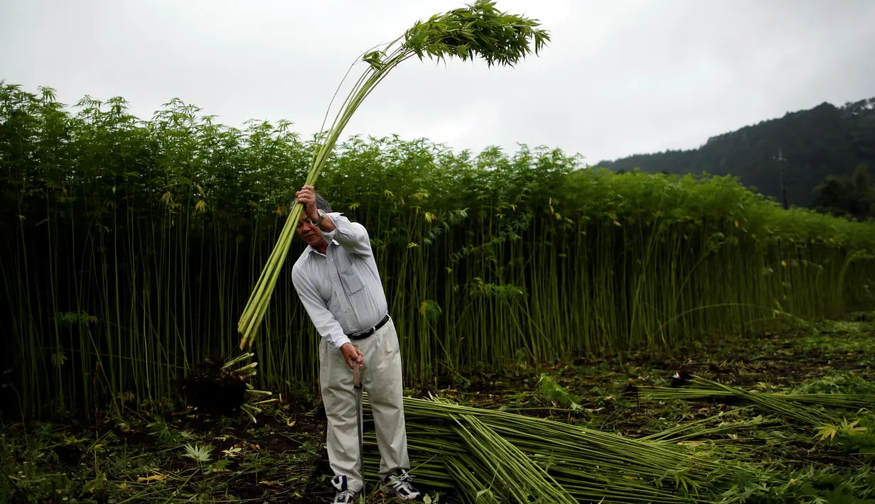 Yoshihisa Omori, pemilik kebun ganja legal, tengah memanen tanaman ganja di sebuah perkebunan terbesar di Kanuma, Prefektur Tochigi, Jepang, 5 Juli 2016. Nantinya ganja tersebut akan diolah kembali menjadi kain, tali ataupun kertas. (REUTERS/Issei Kato)