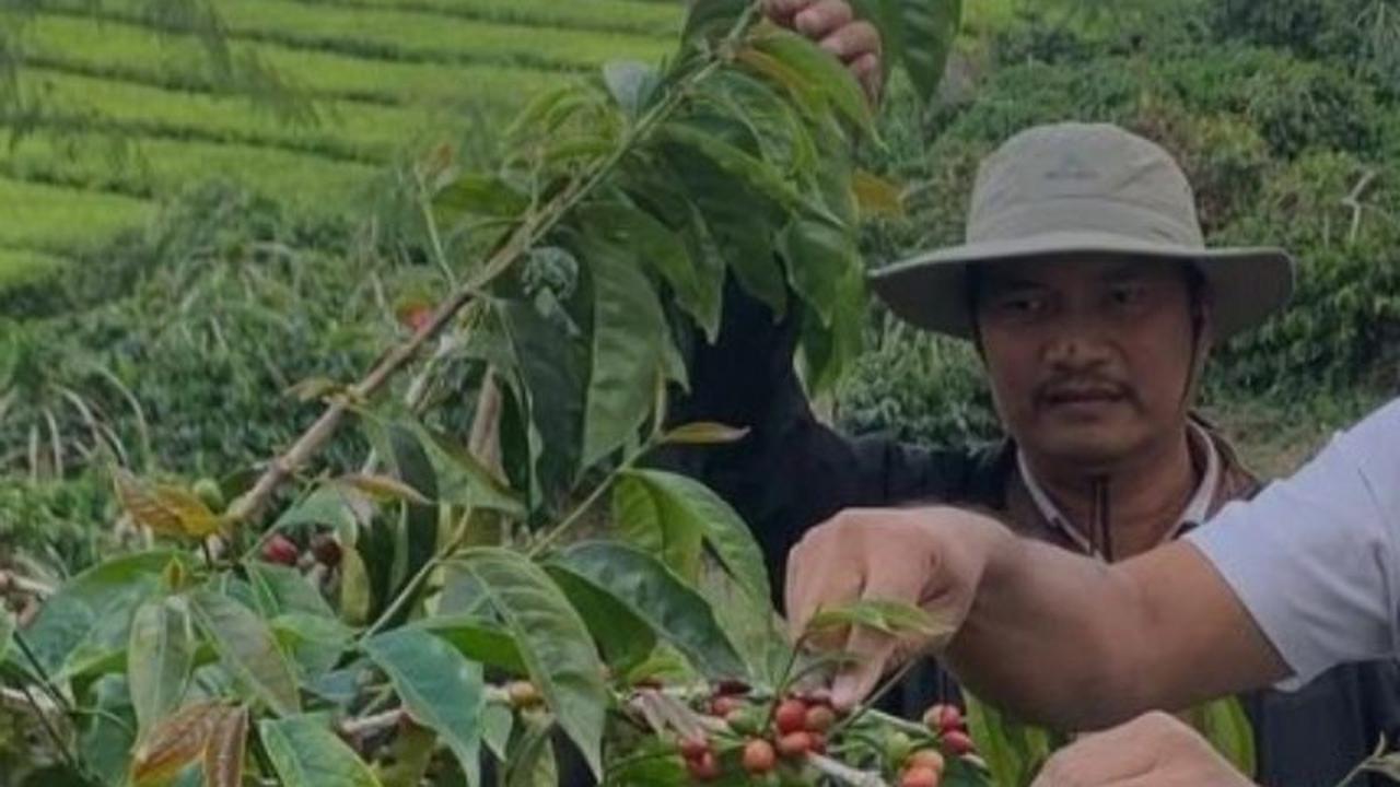 Bekas Rumah Sakit Disulap Jadi Pabrik Kopi: PTPN IV Kayu Aro Kembangkan Industri Kopi Arabica Unggulan