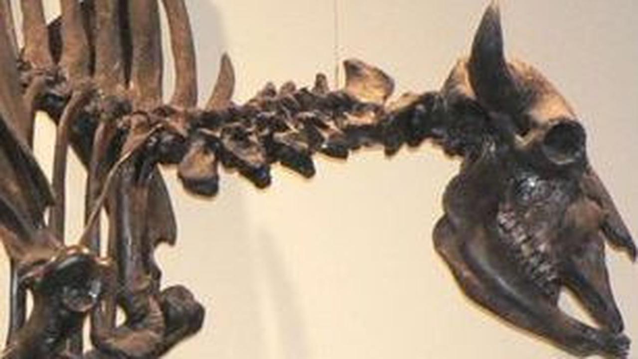 Bison Purba