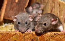 Tikus dan Curut Ternyata Berbeda, Mana yang Lebih Berbahaya?