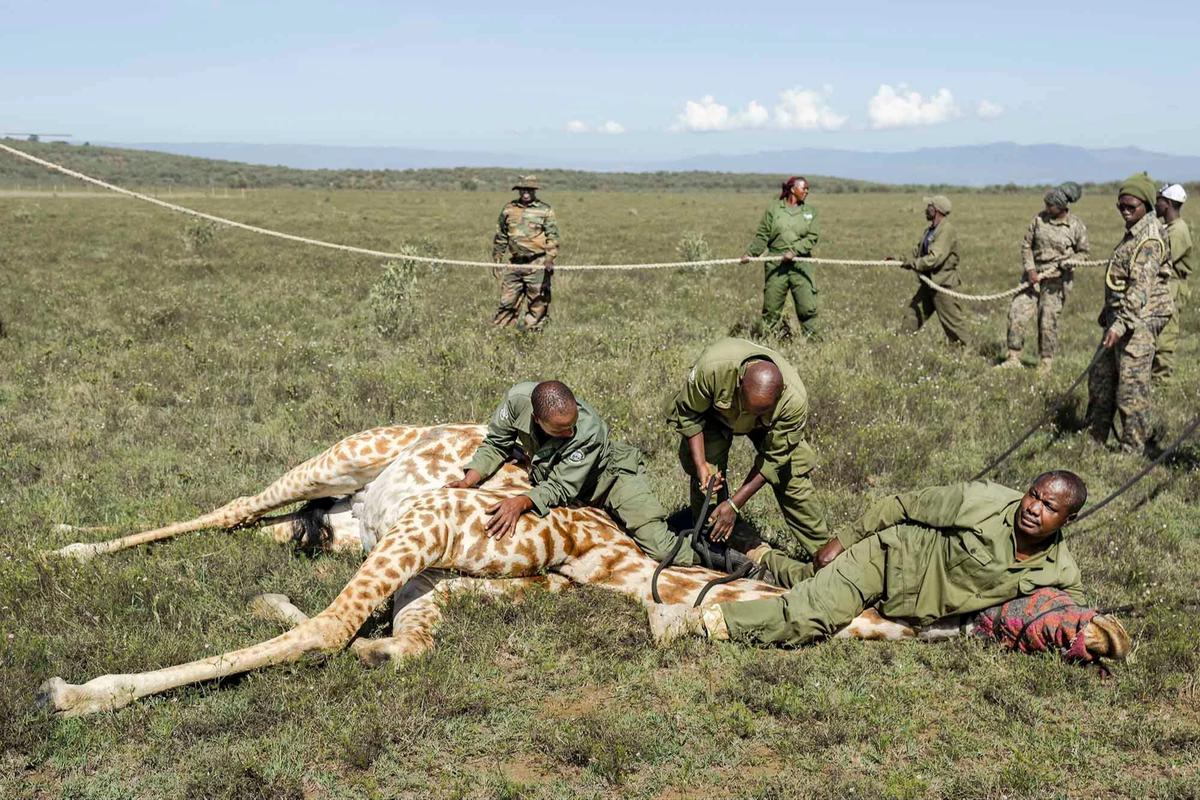 FOTO: Operasi Penyelamatan Jerapah Masai di Tengah Kerusakan Habitat