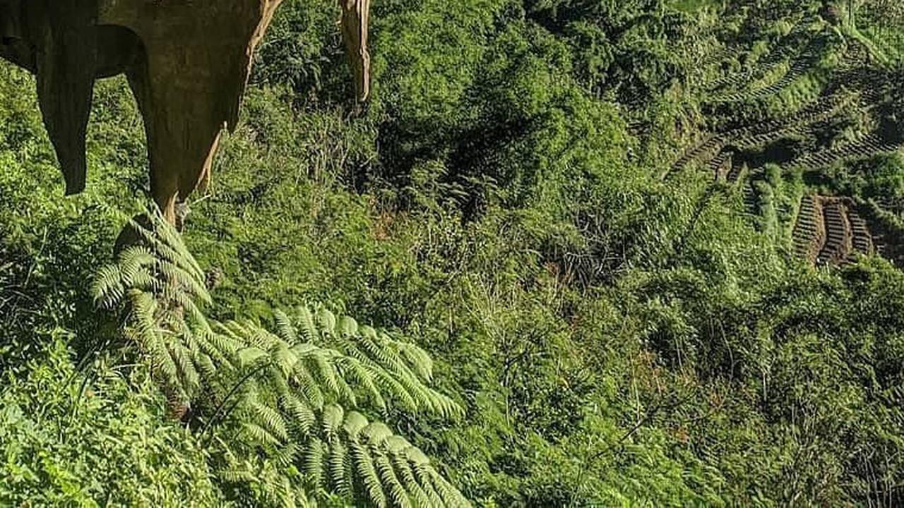 7. Goa Pinus
