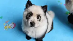 Sebuah kafe di China yang memperlihatkan anjing Chow-Chow yang dicat menyerupai anak panda (STR / AFP)