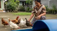 Ide Ternak Ayam Petelur 5 Ekor dan Lele di Drum untuk IRT agar Tidak Sering ke Pasar