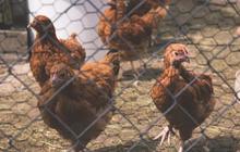 Tips Jitu Agar Ayam Tidak Berkokok Tengah Malam Tanpa Disakiti, Bikin Tidur Makin Nyenyak