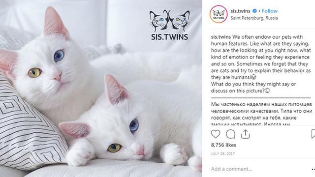 Punya Warna Mata Berbeda, Kucing Kembar Ini Banjir Pengikut di Instagram