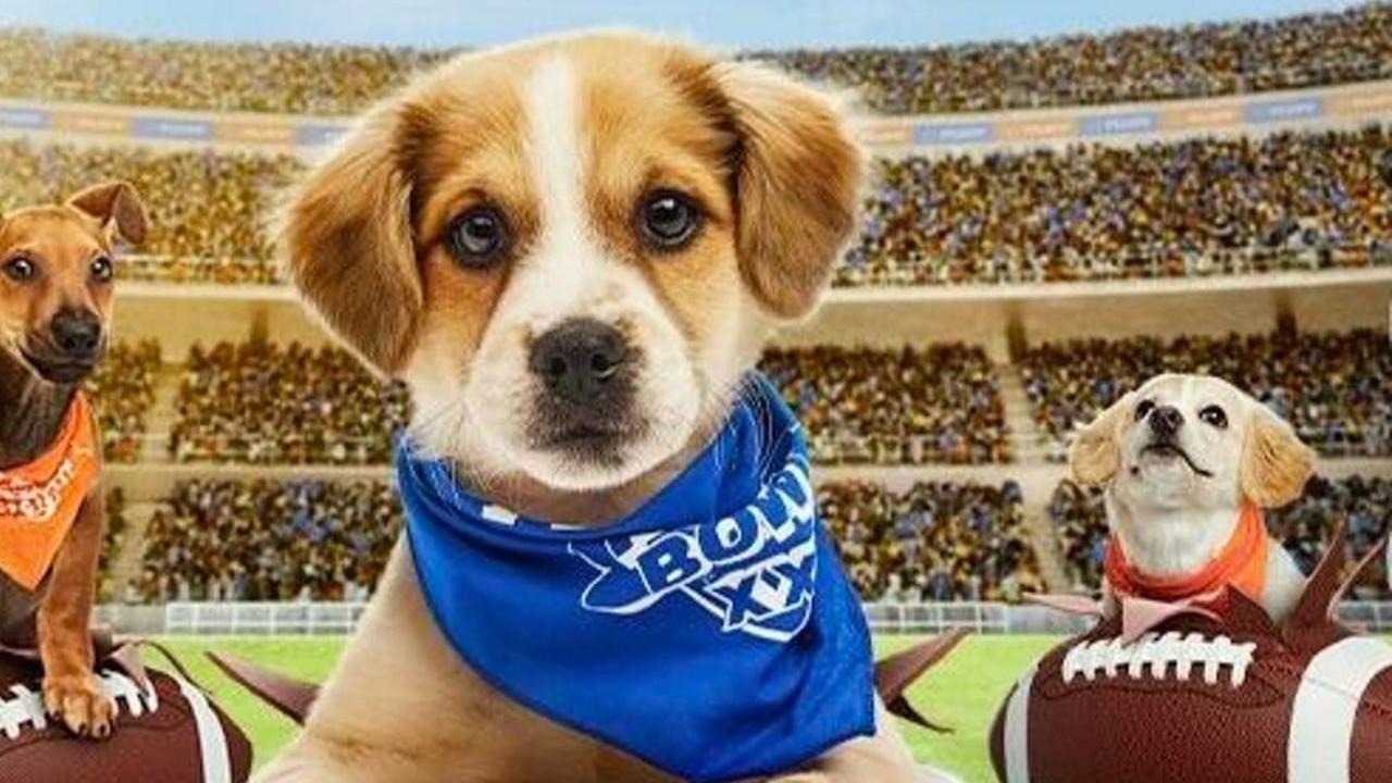 Anjing Kerap Angkat Kaki Saat Buang Air Kecil, Ternyata Ini Tujuannya