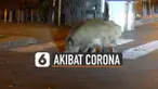 Kehidupan para binatang juga ikut terganggu akibat virus Corona.