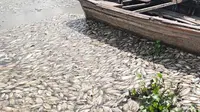 Ikan jenis nila mati massal di Danau Maninjau. (Liputan6.com/ Novia Harlina)