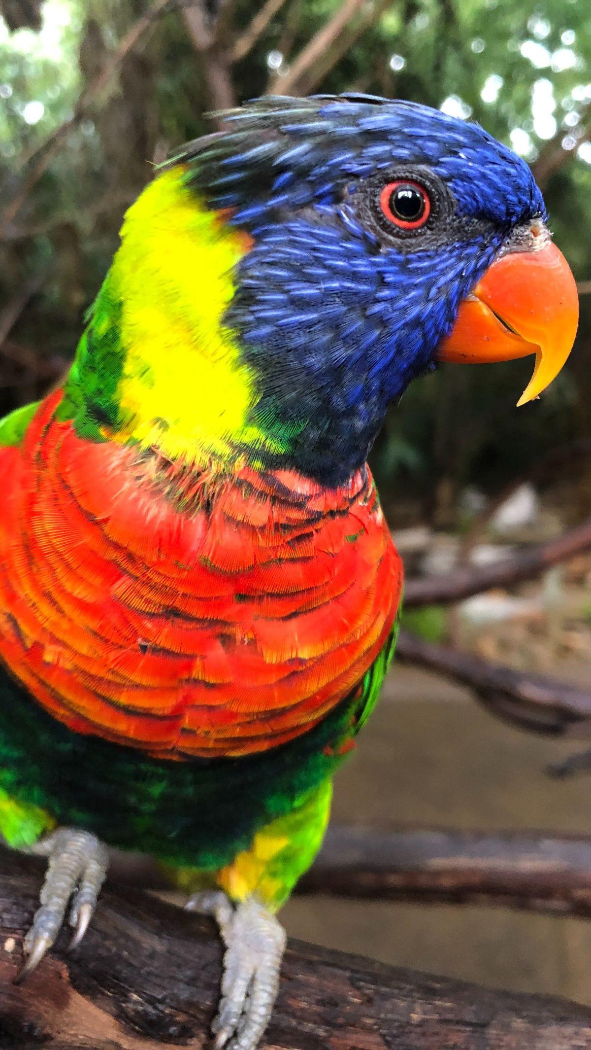 1. Burung Beo Australia<br>