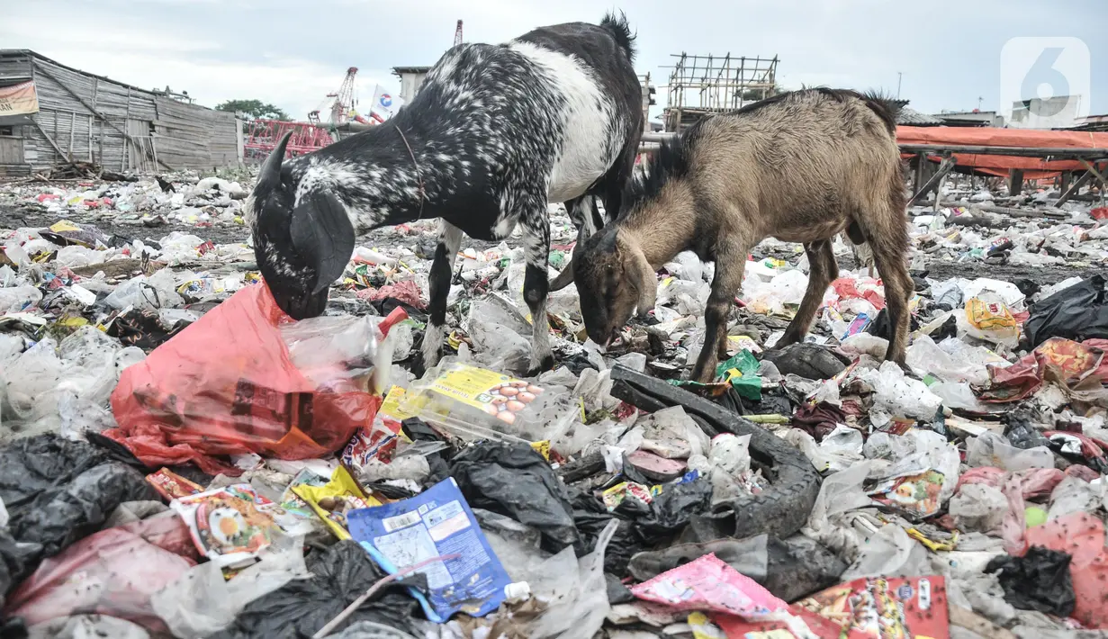 Kawanan kambing ternak mencari makanan di tumpukkan sampah di pesisir Cilincing, Jakarta Utara, Minggu (12/6/2022). Minimnya kesadaran peternak di kawasan tersebut menyebabkan kambing berburu makanan di tempat pembuangan sampah yang dapat membahayakan kesehatan hewan, terlebih akan dijual untuk kurban Idul Adha. (merdeka.com/Iqbal S. Nugroho)