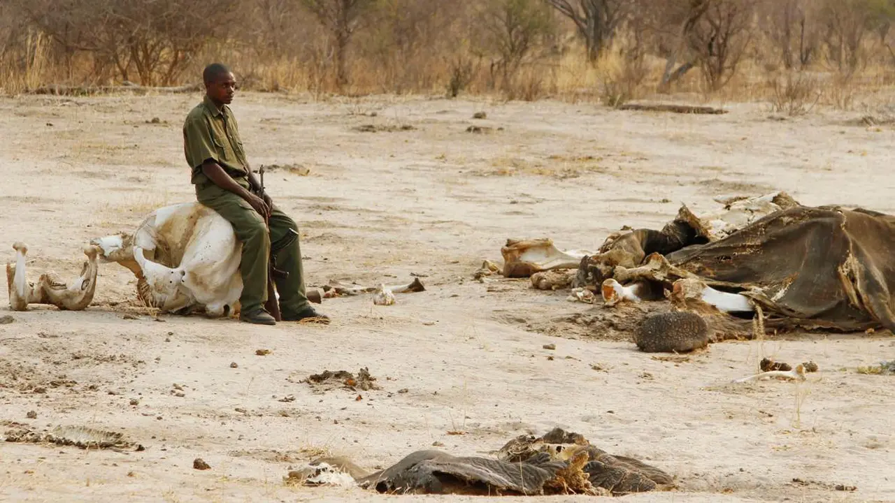 Keracunan Sianida, Puluhan Gajah di Zimbabwe Terbunuh