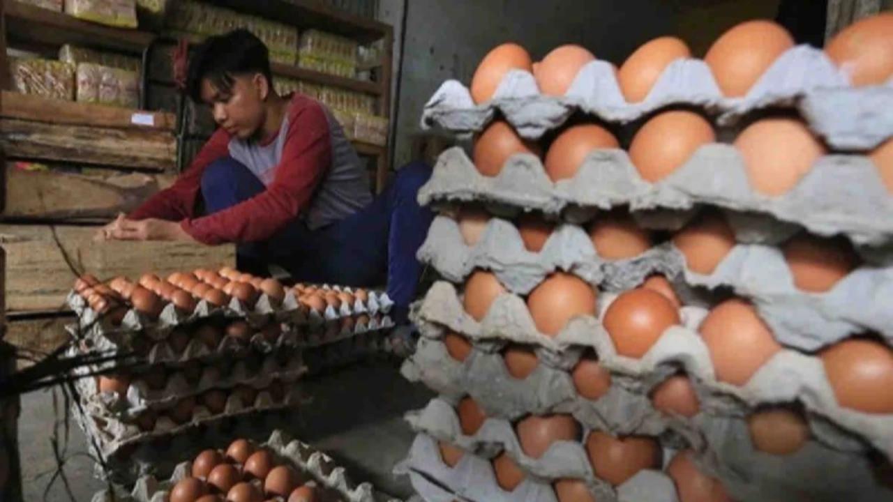 Curhat Peternak Ayam: Bertahan di Tengah Anjloknya Harga Telur