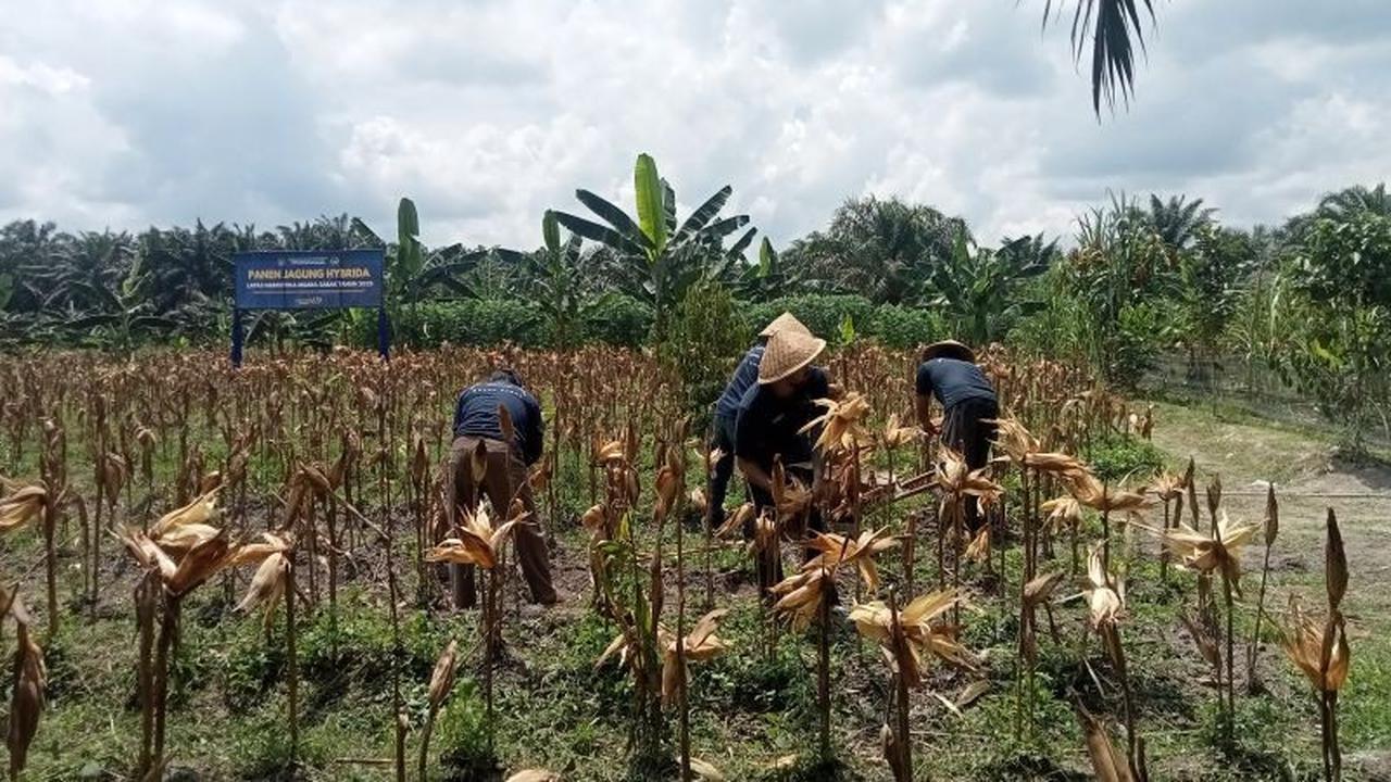 Fakta Menarik: Ditjenpas Jambi Gandeng Bulog Serap Jagung WBP, Dorong Penyerapan Jagung Lapas Narkotika Jambi untuk Ketahanan Pangan