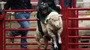 Seorang anak saat menunggangi seekor domba selama acara "Mutton Bustin '" di National Western Stock Show di Denver, Colorado, (16/1). Anak-anak yang memegang paling lama menerima banyak poin. (AFP/Photo/Rick T. Wilking)
