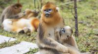 Kawanan monyet emas di Pusat Penelitian Monyet Emas Dalongtan, Taman Nasional Shennongjia, Provinsi Hubei, China, 11 Oktober 2020. Berkat upaya otoritas setempat dan perbaikan lingkungan selama beberapa tahun terakhir, jumlah monyet emas di Shennongjia kini hampir 1.500 ekor. (Xinhua/Wang Siban)