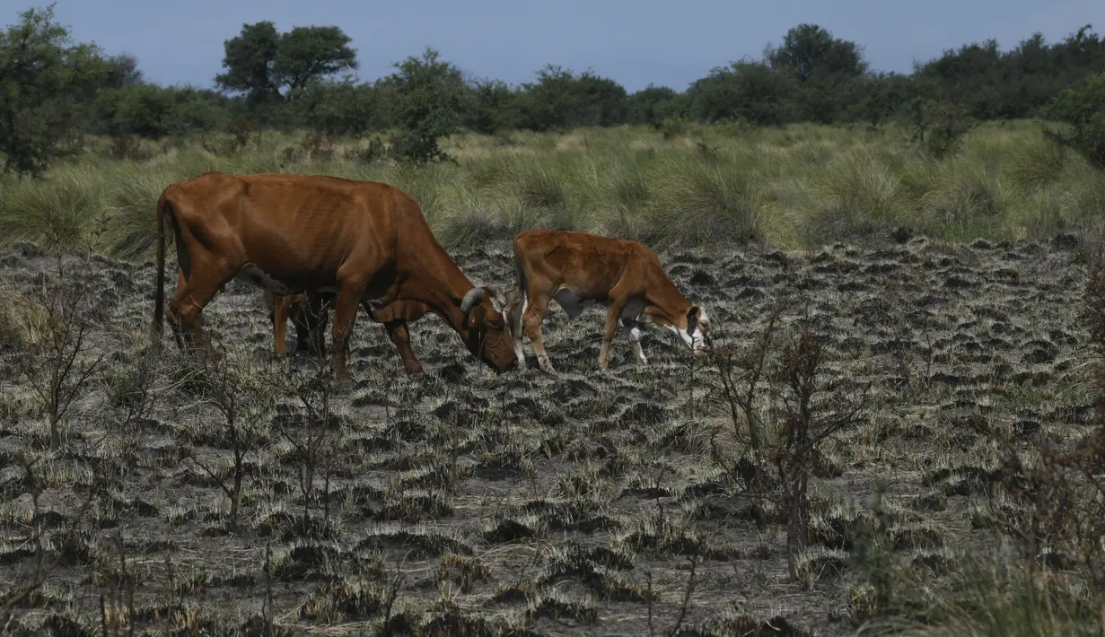 Sapi mencari makanan yang tumbuh dari ladang yang terbakar di Tostado, provinsi Santa Fe, Argentina, Rabu (18/1/2023). Ribuan ekor sapi mati di Santa Fe dalam beberapa pekan terakhir karena kekeringan berkepanjangan yang juga memengaruhi tanaman kedelai, jagung, dan gandum utama negara itu. (AP Photo/Gustavo Garello)