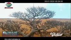 Kontes dan pameran ratusan pohon bonsai di Gresik, Jawa Timur menarik minat para pengunjung dan penggemar bonsai. Bentuknya yang unik dan eksotik membuat harga tanaman bonsai yang dipamerkan tersebut sangat fantastis antara Rp. 20-60 juta.