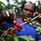 Petani memetik buah kopi Arabika di kampung Wouma, Wamena, Papua. Kopi Arabika dari Wamena ini telah di ekspor ke Amerika Serikat dan Australia.(Antara)