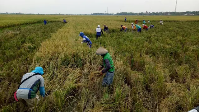 Kementan Bingung