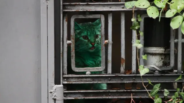 Seekor kucing liar berwarna hijau terlihat berkeliaran di jalan-jalan di kota Varna, suatu kota liburan di Bulgaria, sejak awal bulan Desember ini. 