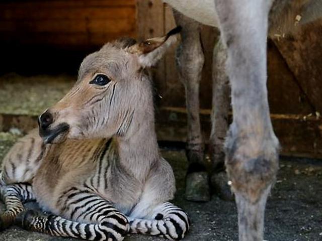 Rare Zonkey Born In China