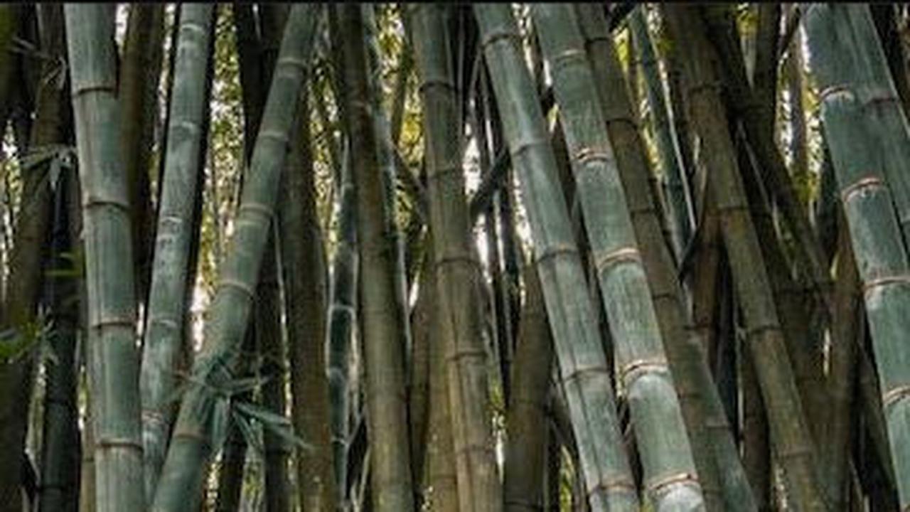 1. Kebun Raya Bogor<br>