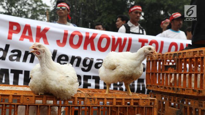 Ayam-ayam diperlihatkan saat sejumlah peternak ayam menggelar aksi di depan Kementerian Koordinator Bidang Perekonomian, Jakarta, Kamis (5/9/2019). Ratusan peternak ayam menuntut pemerintah turun tangan menyelesaikan permasalahan harga ayam hidup yang kembali anjlok. (Liputan6.com/Angga Yuniar)