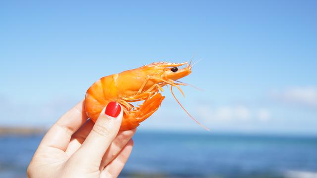 Ilustrasi mimpi, udang