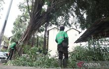 Pemkot Jakarta Pusat Gencarkan Pemangkasan Pohon Rawan Tumbang Antisipasi Hujan Ekstrem