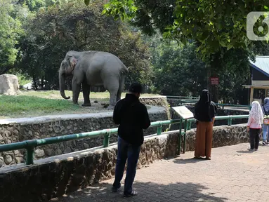 Wisatawan melihat gajah saat berkunjung ke Taman Margasatwa Ragunan, Jakarta, Sabtu (1/8/2020). Di masa pandemi corona ini, Ragunan sepi pengunjung di libur panjang Idul Adha 1441 H dibandingkan tahun lalu. (Liputan6.com/Herman Zakharia)