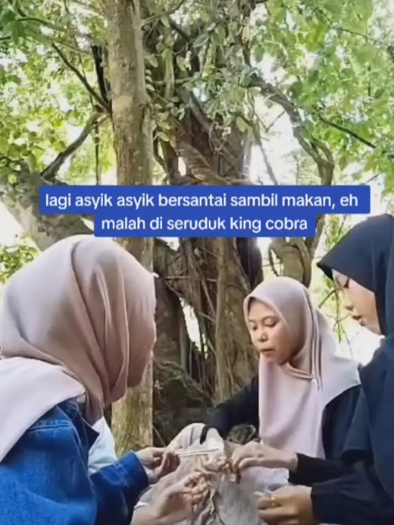 Lagi asyik makan, sekumpulan remaja diseruduk ular kobra