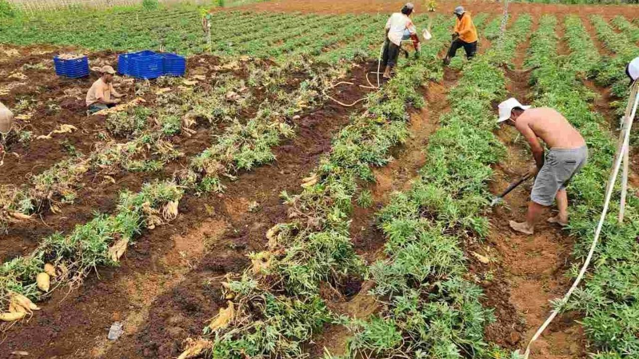 "Kami dari Desa Banjarwangi langsung menangkap. Kami harus bisa menjalankan, dan mengartikan tujuan dari ketahanan pangan ini. Karena akhir-akhir ini kebutuhan pangan kita menjadi prioritas," kata Pras.&nbsp;