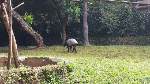 Polemik Bandung Zoo, Kemenhut Bakal Bertanggung Jawab Merawat Satwa Koleksi Maksimal 3 Bulan