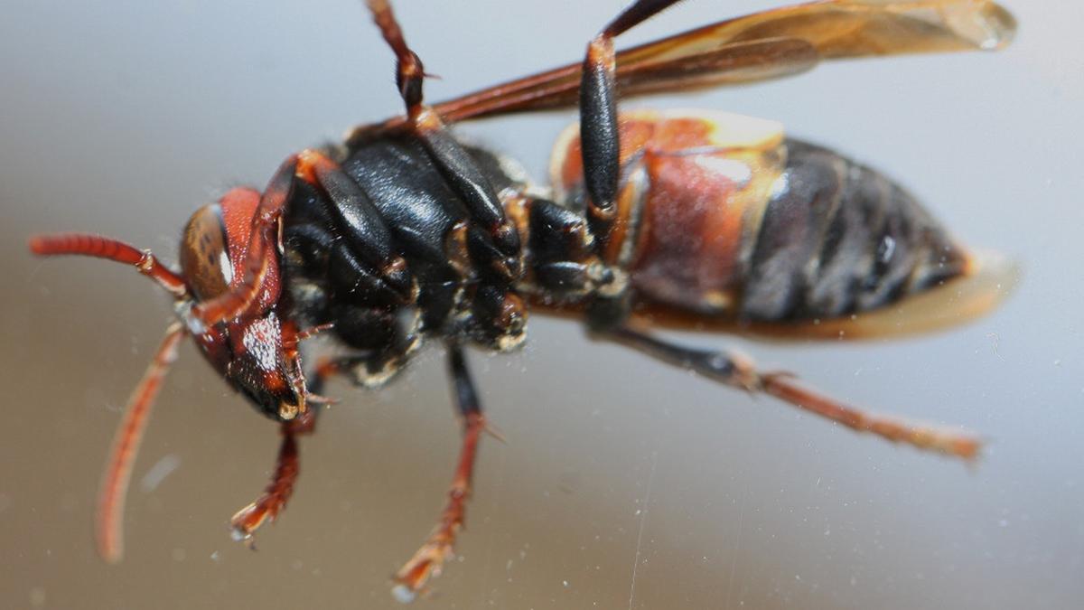 Sarang Tawon Vespa di Plafon Rumah Bagaimana Mengatasinya? Langkah Tepat Cegah Serangan Fatal