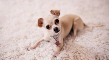 Suka Anjing Chihuahua Seperti Ini Kepribadianmu Lifestyle Fimela Com