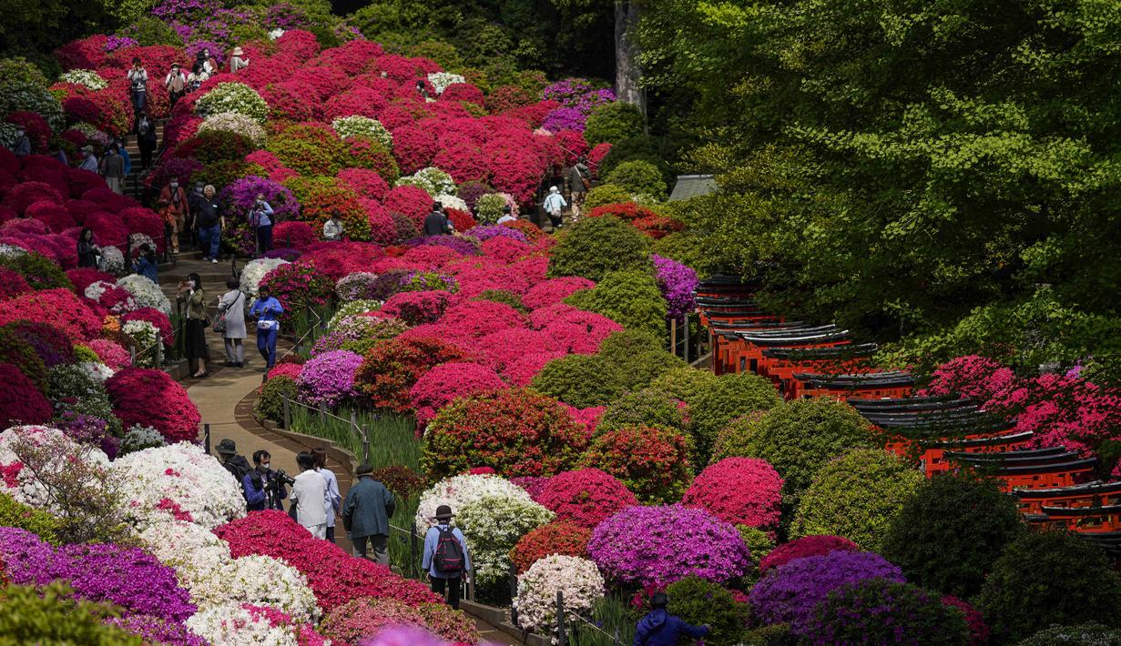 <p>Pengunjung yang mengenakan masker berjalan melalui taman azalea di kuil Shinto, Tokyo pada 21 April 2022. Pada bulan April, saat musim semi mencapai puncaknya, bunga azalea akan memenuhi kompleks kuil. (AP Photo/Kiichiro Sato)</p>