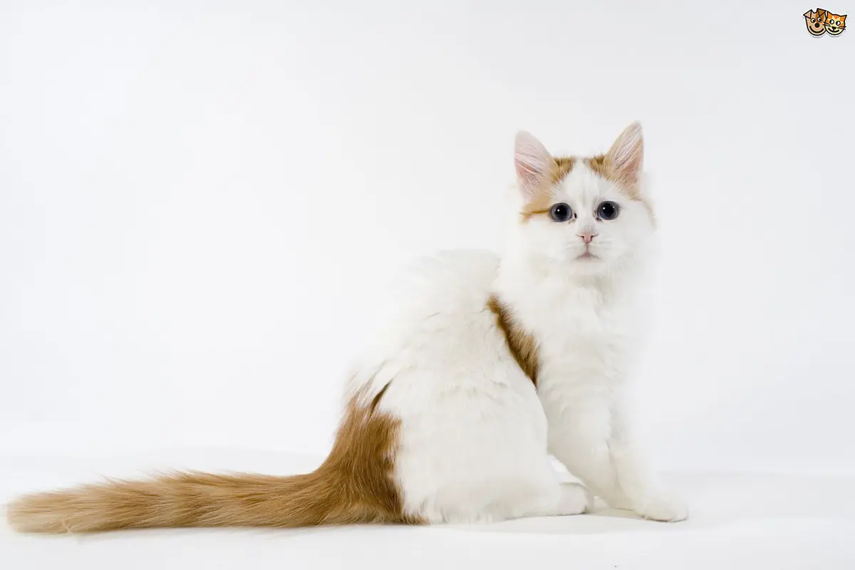 [Bintang] Kucing 