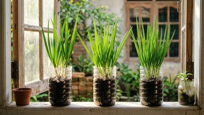 5 Cara Menanam Daun Bawang di Botol Bekas Air Mineral, Modal Minim Hasil Maksimal
