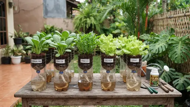 Model hidroponik wick system sederhana dari barang bekas model memakai botol bekas