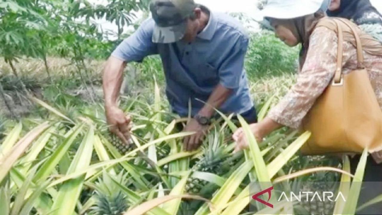 Pemerintah Batola Genjot Hilirisasi Nanas, Tingkatkan Nilai Ekonomi Petani Lokal