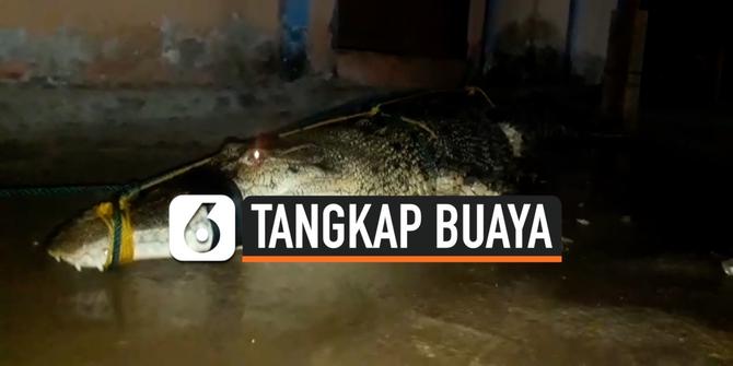 VIDEO: Heboh, Penangkapan Buaya 5 Meter di Sulawesi